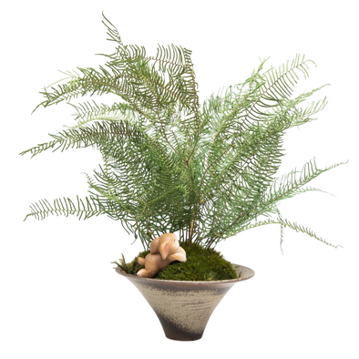 Preserved Sea Star Fern | Preserved Plants (1681 w/ SSF)