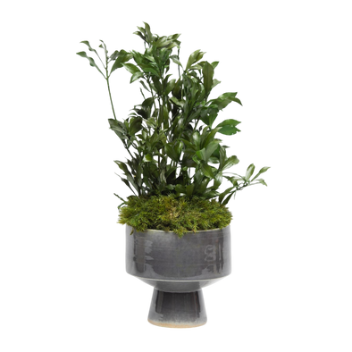 Preserved Japanese Andromeda| Preserved Plants (8801 w/ JA)