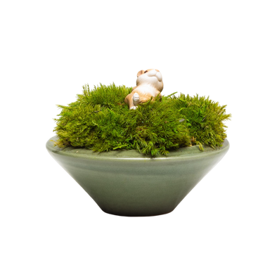 Preserved Moss | Preserved Plants (8801 w/ M)