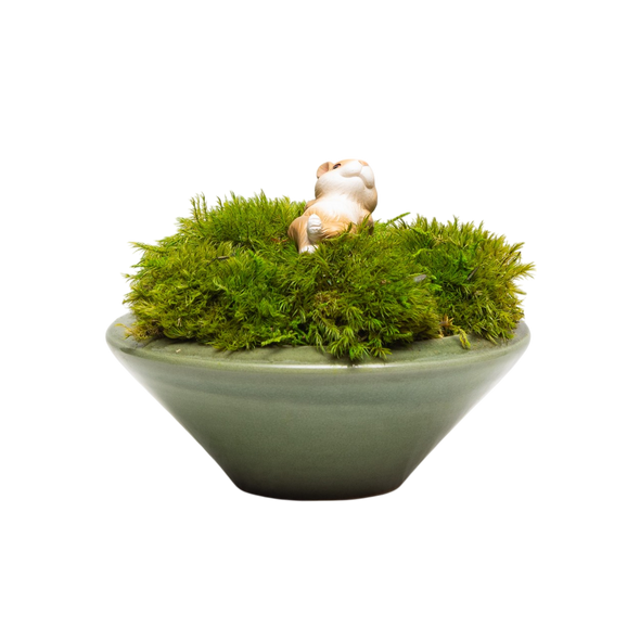 Preserved Moss | Preserved Plants (8801 w/ M)