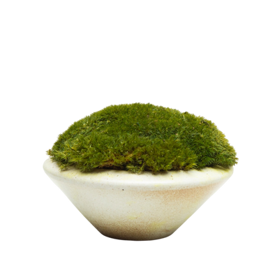 Preserved Moss | Preserved Plants (6801 w/ M)