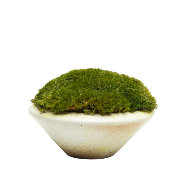 Preserved Moss | Preserved Plants (6801 w/ M)