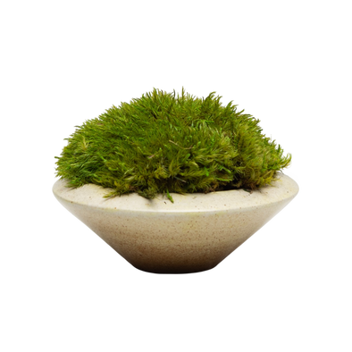 Preserved Moss | Preserved Plants (6802 w/ M)