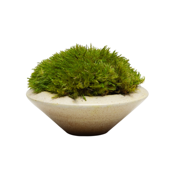 Preserved Moss | Preserved Plants (6802 w/ M)