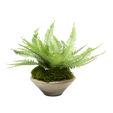 Preserved Mountain Fern | Preserved Plants (1681 w/ MF)