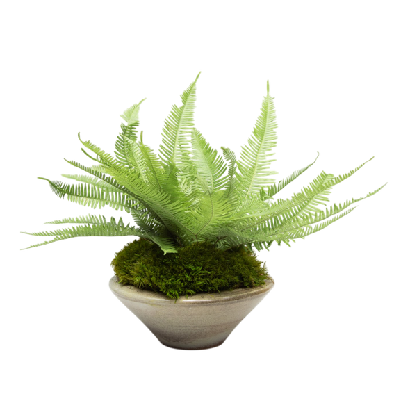 Preserved Mountain Fern | Preserved Plants (1681 w/ MF)