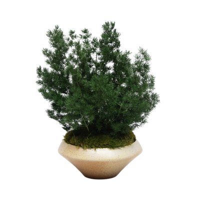 Preserved Ming Fern | Preserved Plants (1381 w/ MGF)
