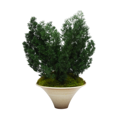 Preserved Ming Fern | Preserved Plants (1882 w/ MGF)