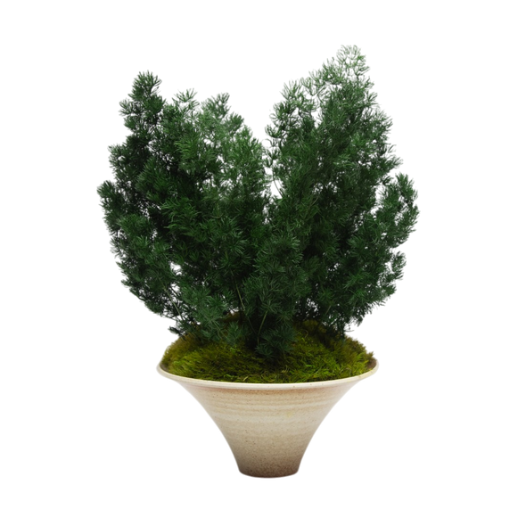 Preserved Ming Fern | Preserved Plants (1882 w/ MGF)