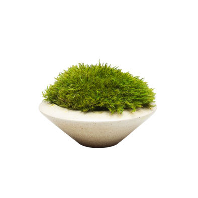 Preserved Moss | Preserved Plants (6803 w/ M)