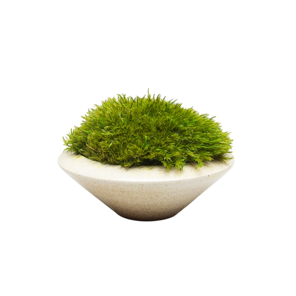 Preserved Moss | Preserved Plants (6803 w/ M)