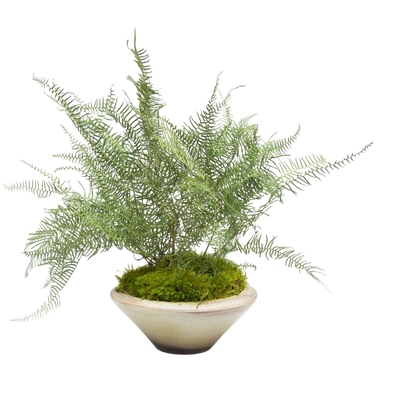 Preserved Sea Star Fern | Preserved Plants (1684 w/ SSF)