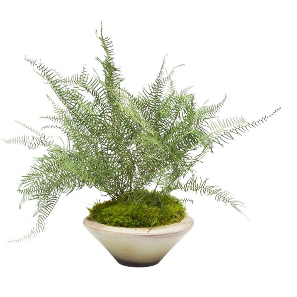 Preserved Sea Star Fern | Preserved Plants (1684 w/ SSF)