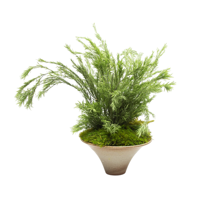 Preserved Tea Tree | Preserved Plants (1284 w/ TT)