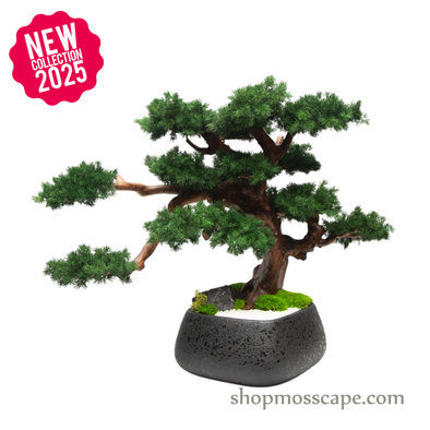 Terrace of Tranquil Boughs | Bonsai-scape (7806 w/ MF)