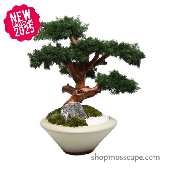 Whispers of the Mountain Pine | Bonsai-scape (6804 w/ MF)