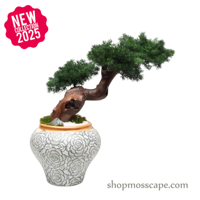 Ancient Grace II | Bonsai-scape (5810 w/ MF)