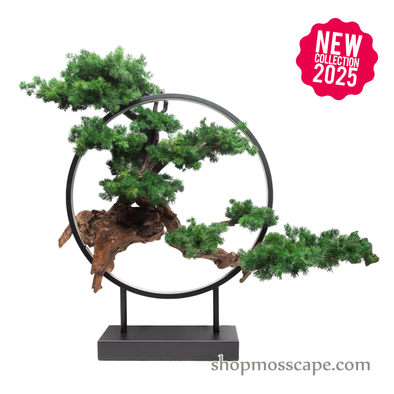 Harmony in the Void | Bonsai-scape (13801 w/ MF)