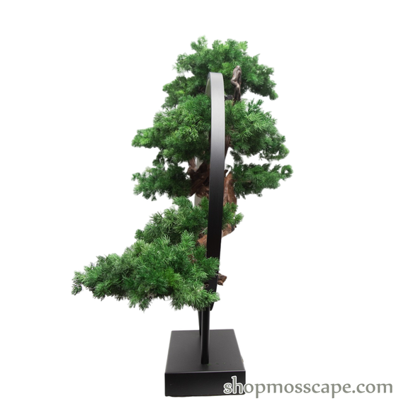 Harmony in the Void | Bonsai-scape (13801 w/ MF)