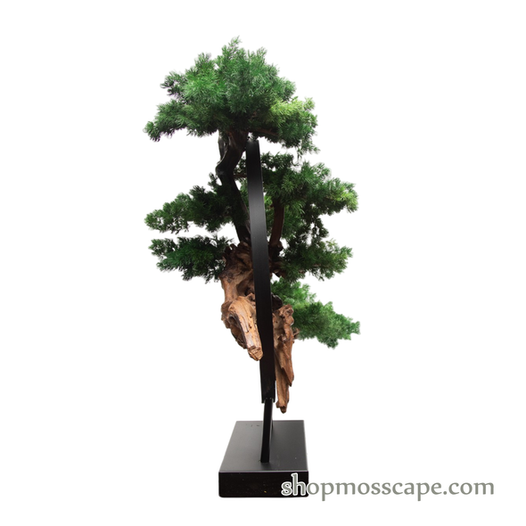 Harmony in the Void | Bonsai-scape (13801 w/ MF)