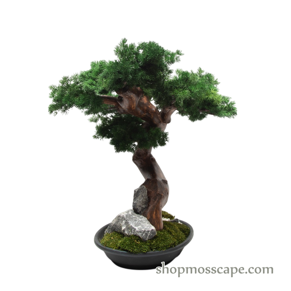 Zen Cascade Bonsai in Tranquility Garden Base | Bonsai-scape (7807 w/ MF)