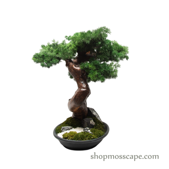 Zen Cascade Bonsai in Tranquility Garden Base | Bonsai-scape (7807 w/ MF)