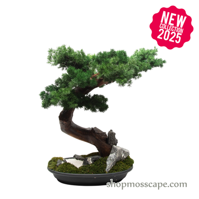 Zen Cascade Bonsai in Tranquility Garden Base | Bonsai-scape (7807 w/ MF)