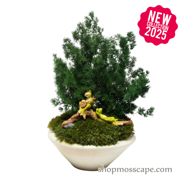 Preserved Ming Fern with frogs | Preserved Plants (1884 w/ MGF)