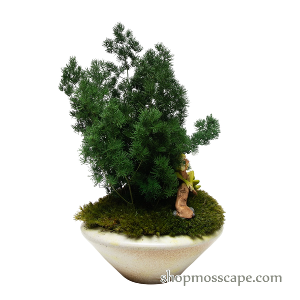 Preserved Ming Fern with frogs | Preserved Plants (1884 w/ MGF)