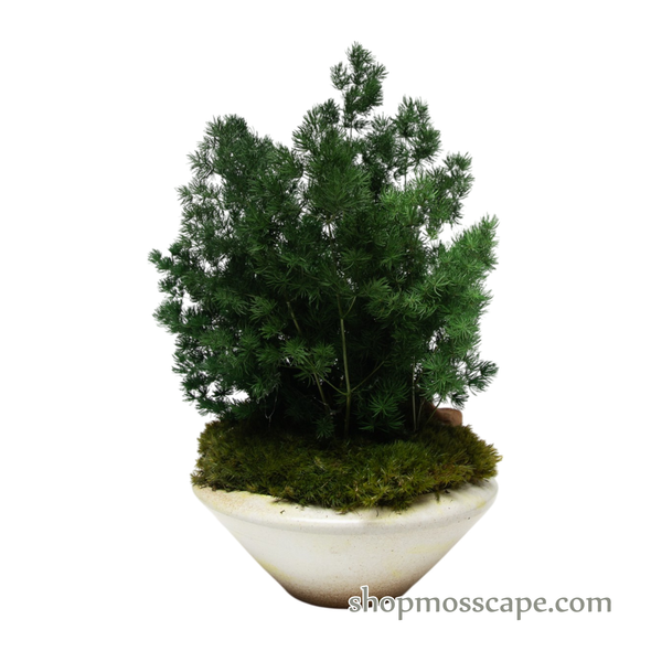 Preserved Ming Fern with frogs | Preserved Plants (1884 w/ MGF)