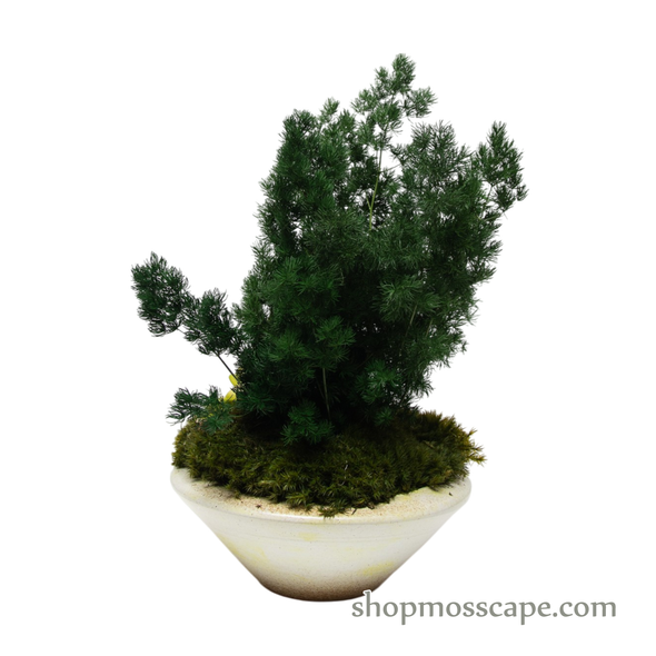 Preserved Ming Fern with frogs | Preserved Plants (1884 w/ MGF)