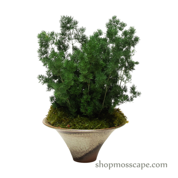 Preserved Ming Fern with Couple Hedgedogs | Preserved Plants (1883 w/ MGF)
