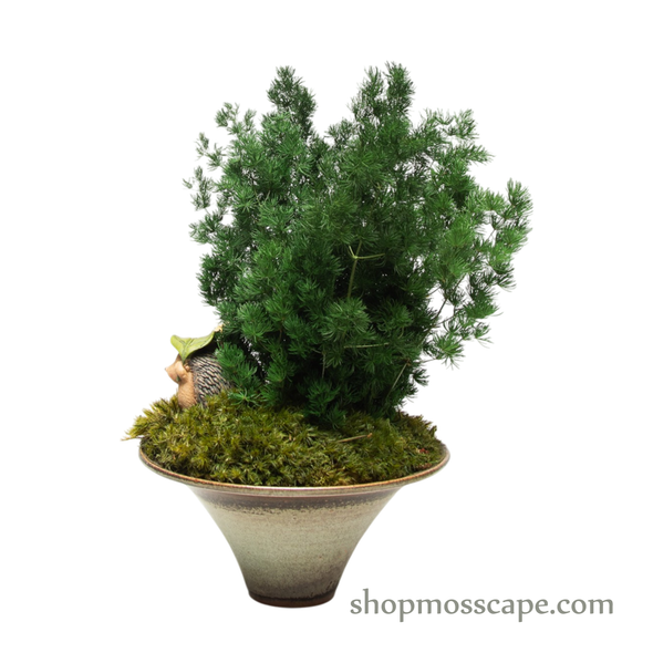 Preserved Ming Fern with Couple Hedgedogs | Preserved Plants (1883 w/ MGF)