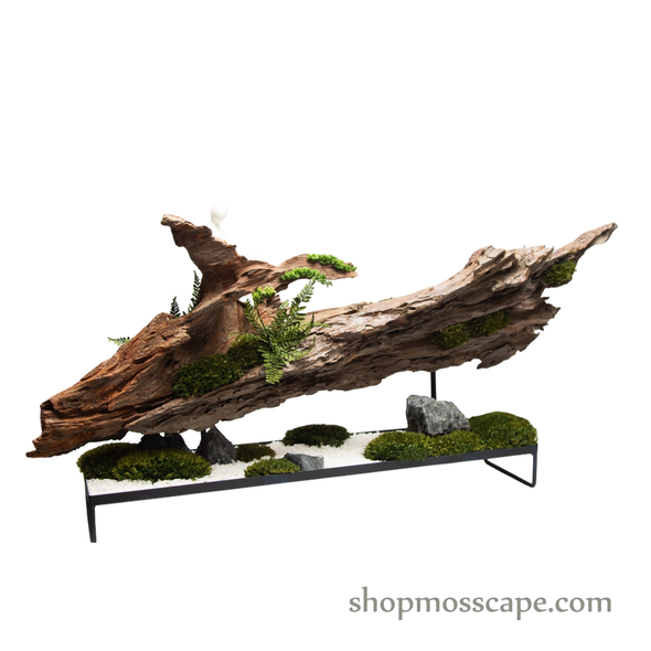 Stillness on the Drift | Bonsai-scape (7809 w/ MF)