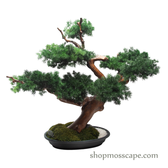 Whispers of the Miniature Grove | Bonsai-scape (7810 w/ MF)