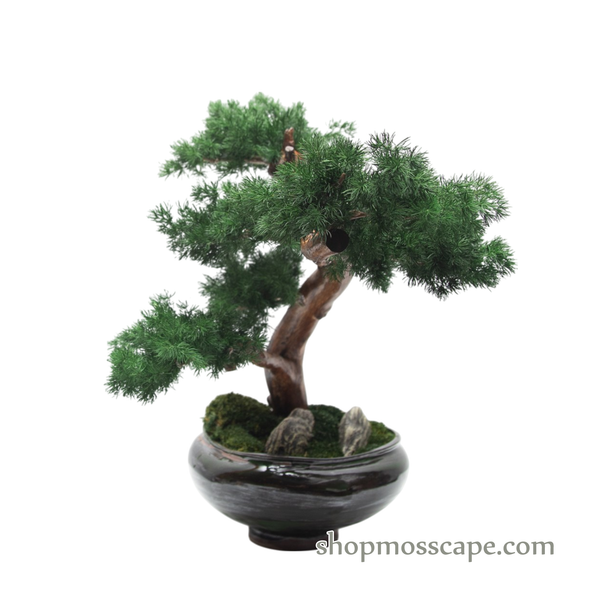 Windborne Grace | BS (78013 w/ MF)