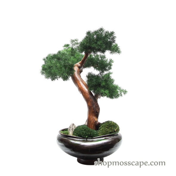 Windborne Grace | BS (78013 w/ MF)