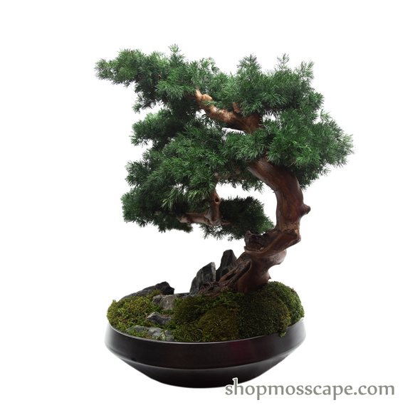 Echoes of the Mountain Spring | BS (10802 w/ MF)