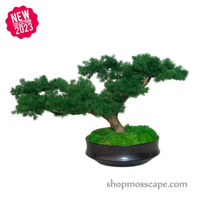 Bonsai-scape (4-083 w/ MF)
