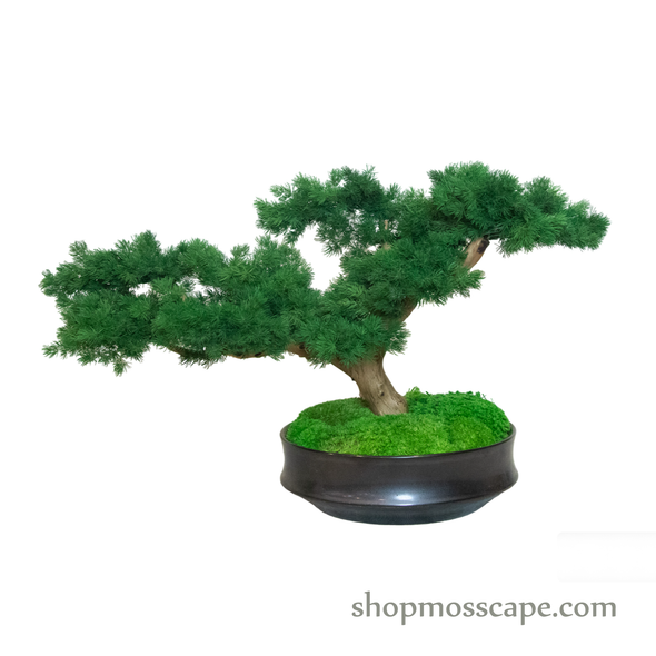Bonsai-scape (4-083 w/ MF)