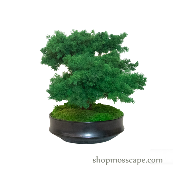 Bonsai-scape (4-083 w/ MF)
