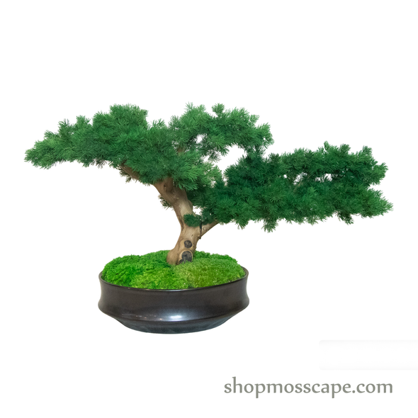 Bonsai-scape (4-083 w/ MF)