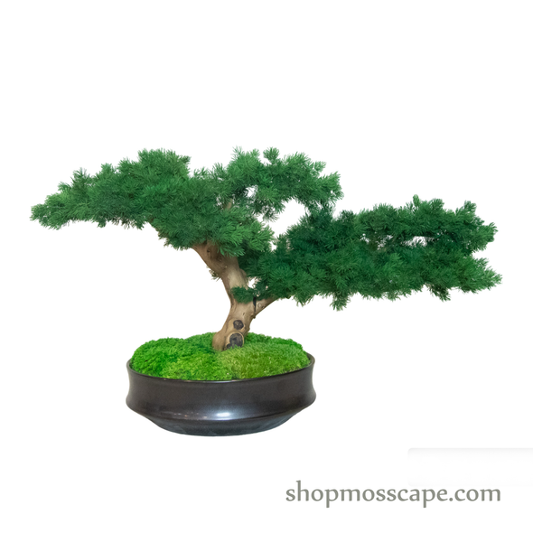 Bonsai-scape (4-083 w/ MF)