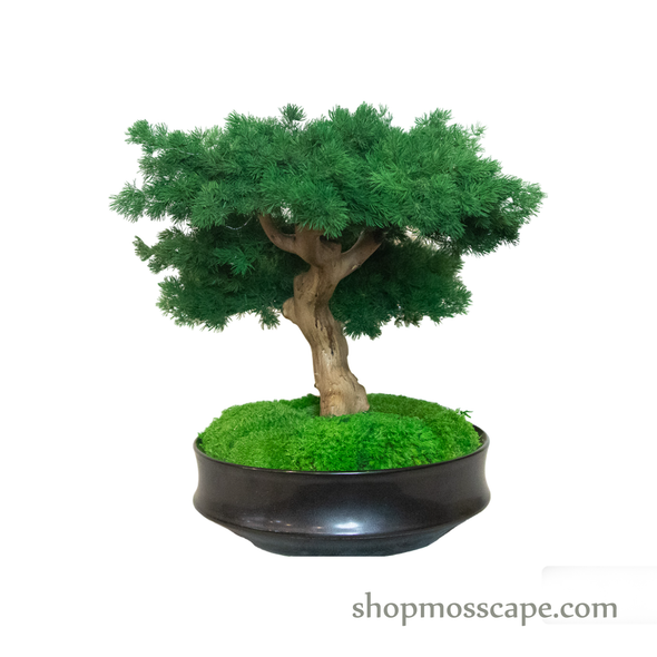 Bonsai-scape (4-083 w/ MF)