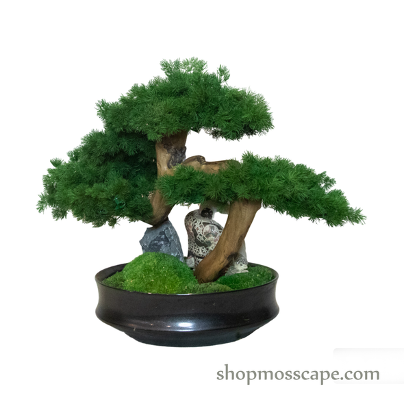 Timeless Tranquility | Bonsai-scape (4-090 w/ MF)