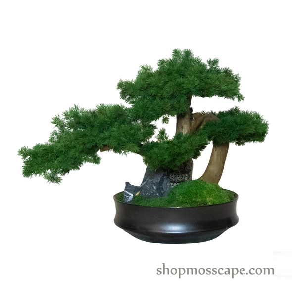 Timeless Tranquility | Bonsai-scape (4-090 w/ MF)