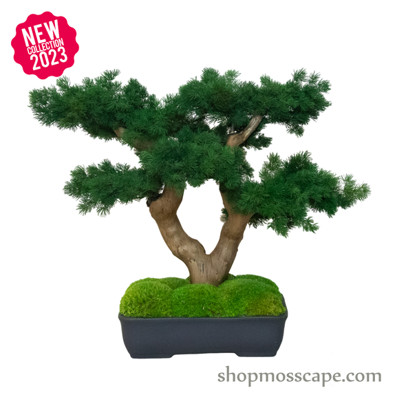 Bonsai-scape (4-088 w/ MF)