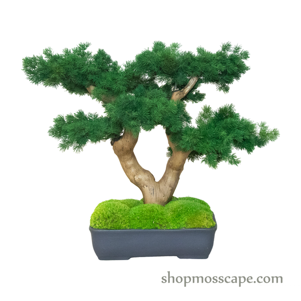 Bonsai-scape (4-088 w/ MF)