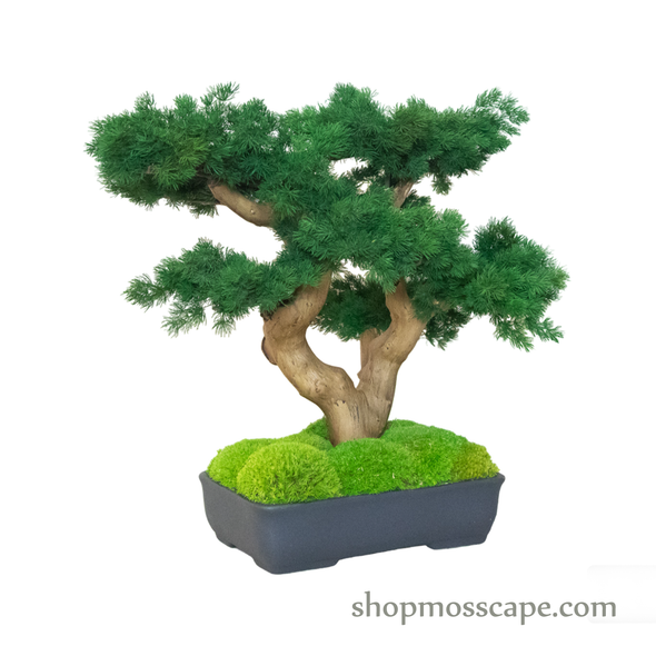 Bonsai-scape (4-088 w/ MF)
