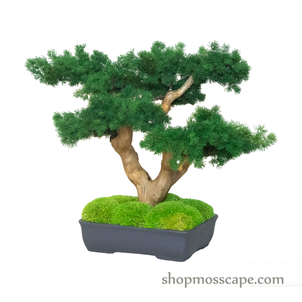 Bonsai-scape (4-088 w/ MF)